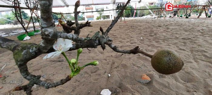 Một số cành lê đã ra quả