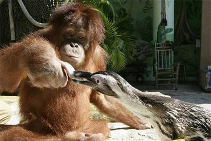 Thậm chí cho đến lúc này chỉ có chú đười ươi này mới có thể cho chim cánh cụt ăn cá.