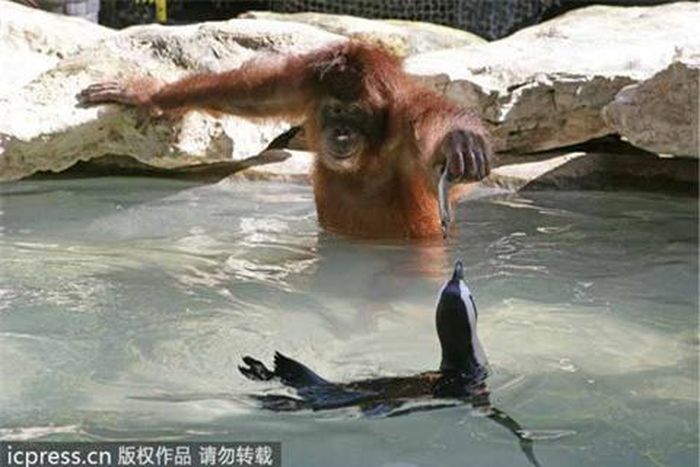 Ban đầu các nhân viên ở vườn thú không biết làm thế nào để cho chú chim cánh cụt mới nhận về chịu ăn cá, cho đến khi có một chuyên gia đưa ra ý tưởng nhờ sự giúp đỡ của chú đười ươi tại sở thủ làm việc này.