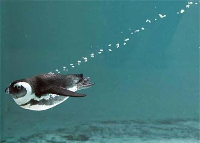 Loài vật có môi trường sống hoàn toàn khác biệt tại vườn thú ở phía nam Carolina.
