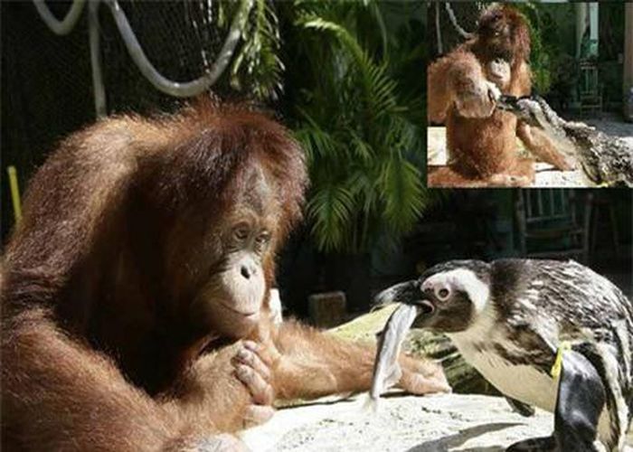 Hình ảnh đặc biệt hiếm thấy khi đười ươi chăm sóc và cho chim cánh cụt ăn như một bảo mẫu đặc biệt.