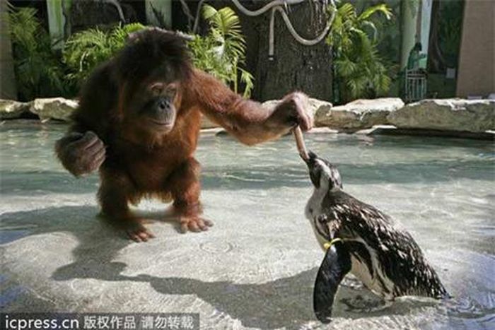 Được đánh giá là loại động vật thông minh đười ươi luôn có cách “giao lưu“ hết sức đặc biệt đối với những loại động vật khác, tuy nhiên không ai dám nghĩ rằng loài vật này có thể làm bạn được cả với chim cánh cụt.