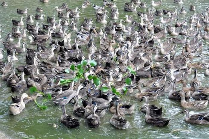 Vịt trời sống theo bầy đàn.
