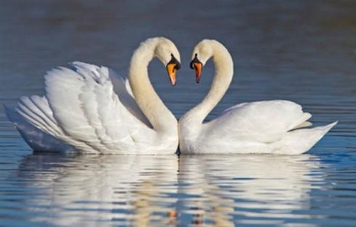 Thiên nga là biểu tượng của tình yêu và lòng chung thủy vì tập tính ghép đôi suốt đời.