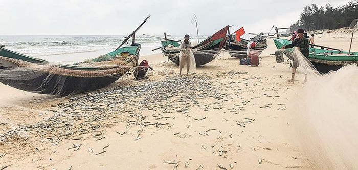 Ngư dân xã Gio Hải, huyện Gio Linh thu được lượng lớn cá trích ngay từ những chuyến biển đầu năm Tân Sửu - Ảnh: L.A