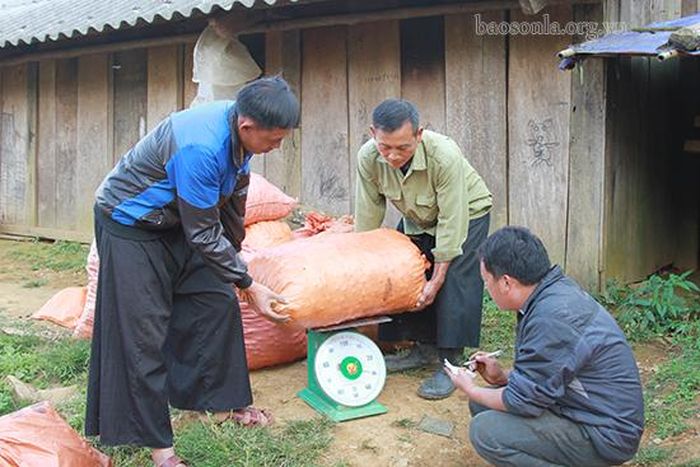 Người dân bản Pa Cư Sáng, xã Hang Chú (Bắc Yên) bán thảo quả cho thương lái.