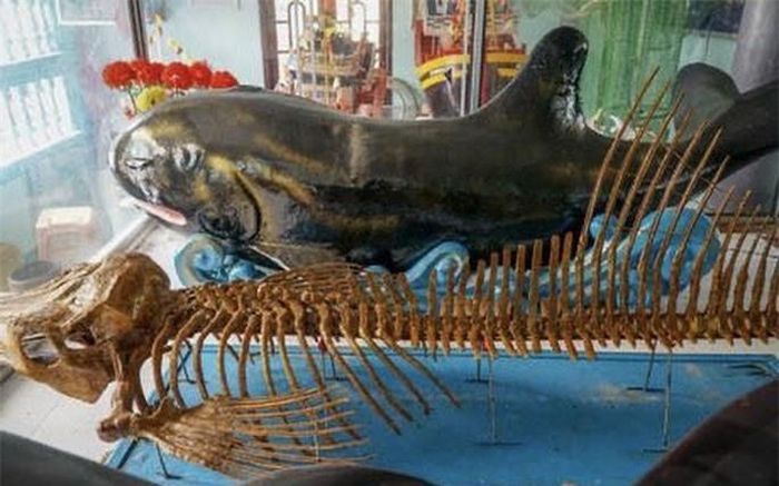 Bộ xương cá voi dài gần 2 m, được sơn bóng, cùng 2 tượng cá được đặt trang trọng trong dinh. 24 năm trước, con cá này còn sống dạt vào bờ biển Phước Hải. Trong ba ngày, ngư dân ba lần đưa ra xa bờ, song cá vẫn quay vào và mất nên khiêng về nghĩa địa chôn cất.