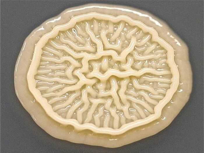 Ngoài ra, Sturm còn phát hiện thấy nhiều loại vi khuẩn khác như Bacillus, một loại vi khuẩn thường thấy trong đất và một số loại nấm men.