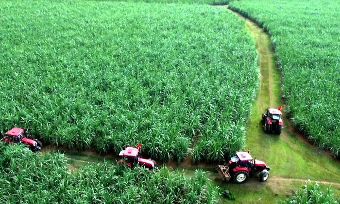 Vùng thâm canh cây mía đường trên đồng đất Lam Sơn.