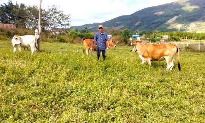 Gia đình ông Đinh Gui hiện có 100 con bò. Ảnh Ngọc Minh 