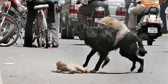 Khỉ mẹ bất ngờ phản ứng dữ dội, mở to miệng cắn vào lưng kẻ địch