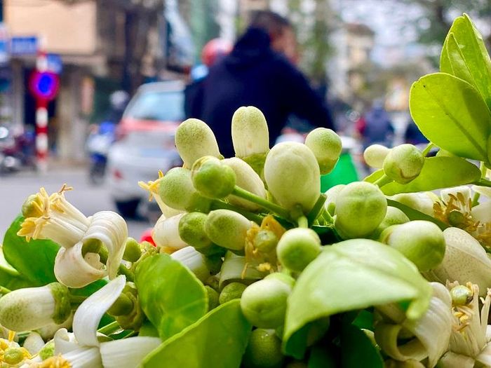 Hoa bưởi không chỉ ngát hương thơm mà còn mang sắc thanh xuân tươi trẻ giúp những con phố bừng lên sức sống.