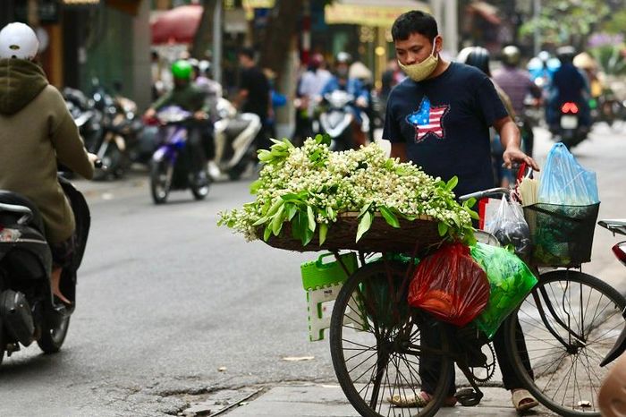 Hoa bưởi là loài hoa thanh tao, nhẹ nhàng và đậm hồn quê Việt. Những chiếc xe đạp len lỏi khắp các con ngõ của Hà Nội mang hương thơm đặc trưng tạo nên một khung cảnh vô cùng lãng mạn và rất đỗi nên thơ.