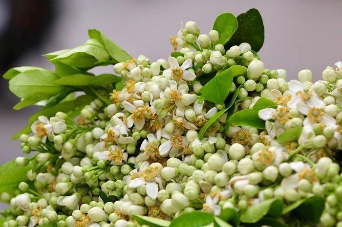 Hoa bưởi như một “đặc sản” với người chơi hoa, thưởng thức hoa. Bởi, loài hoa này chở đầy ắp một mùa xuân mới, đem theo hương thơm ngạt ngào đi khắp các nẻo đường giữa cuộc sống tấp nập chốn thành thị.