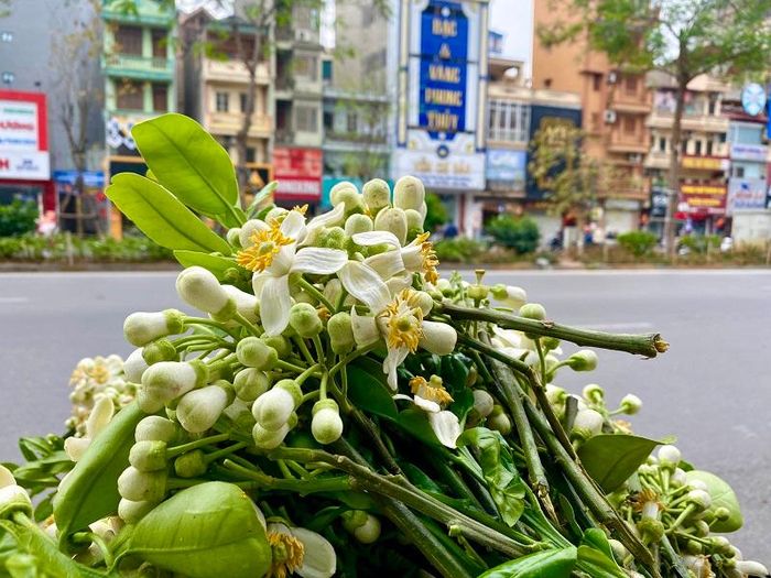 Hoa bưởi được người dân mua để trang trí, tận hưởng hương thơm dịu mát của loài hoa này.