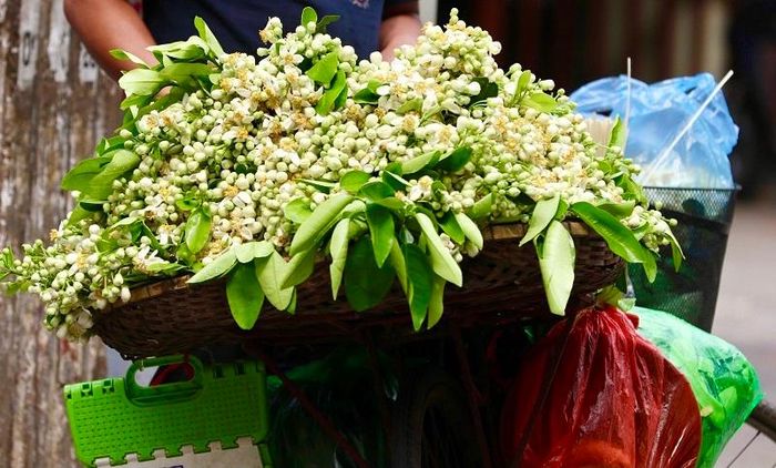 Mùa hoa bưởi về là thời điểm chuyển giao giữa tháng, kết thúc cái se se lạnh của mùa xuân và báo hiệu mùa hè sắp về.