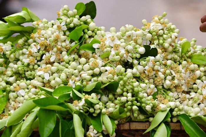 Hoa bưởi được bán với mức giá 25- 30 nghìn đồng/1 lạng.