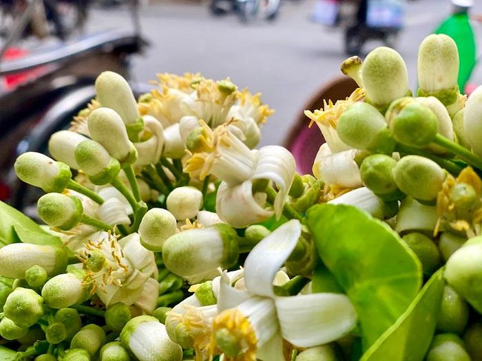 Vốn là loài hoa bình dị khiêm nhường về màu sắc, song với hương thơm đặc trưng nên nó được coi là 'đặc sản' của người dân Hà Nội.
