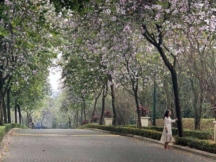 Có kẻ “khùng” và “khủng” hơn túm lấy thân cây (với những cây nhỏ, thân vừa vòng tay nắm) rồi rung, lắc thật mạnh, “cưỡng bức” cho hoa rơi lả tả, rồi hoan hỉ chụp choẹt, khoe nhau những bức ảnh “cực độc” dưới làn “mưa hoa”…