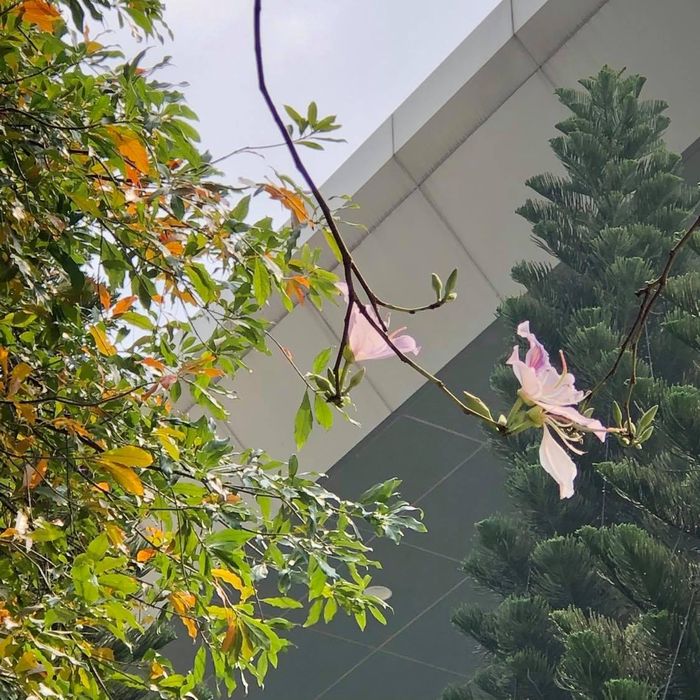 Thương nhất mỗi khi trời nổi gió, đổ mưa...