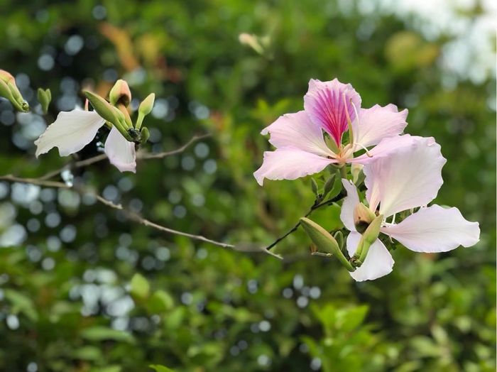 Biết là không thể, và thấy thật may mắn là đa số người thưởng hoa ở đây đều tỏ ra lịch lãm, văn minh, thậm chí là “nhân ái” trong ứng xử với các “nàng ban”.