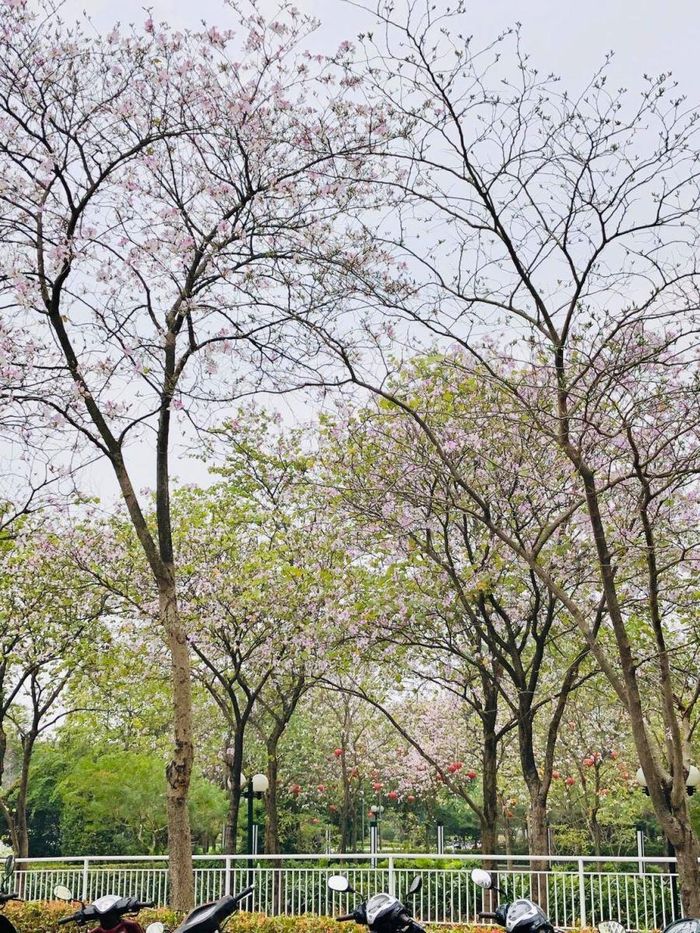 Không có dáng “cổ thụ” và ở tầm thấp như các nàng ban có tiếng trên đường Bắc Sơn, hay Hoàng Diệu - Hà Nội. Các nàng ban trắng "Cipu" thường ngự ở tầm khá cao, không dễ gì “tiếp cận”. Có lẽ cũng một phần vì thế mà không ít người nảy sinh ham muốn… “chiếm đoạt” nàng. Họ tìm mọi cách, nhẹ là với tay, nhảy lên, cố ngắt, bẻ cho bằng được ít là 1 bông, nhiều là cả nhánh, và chủ yếu là để làm… “đạo cụ” chụp ảnh….