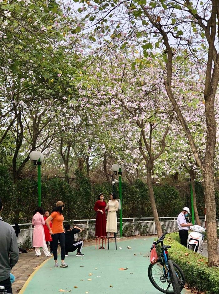 Cư dân ở gần “Con đường ban trắng” còn có “sáng kiến” kê những chiếc ghế (cao cỡ 70-80 cm), cùng nhau leo lên để có thể chụp “cận mặt” với hoa.