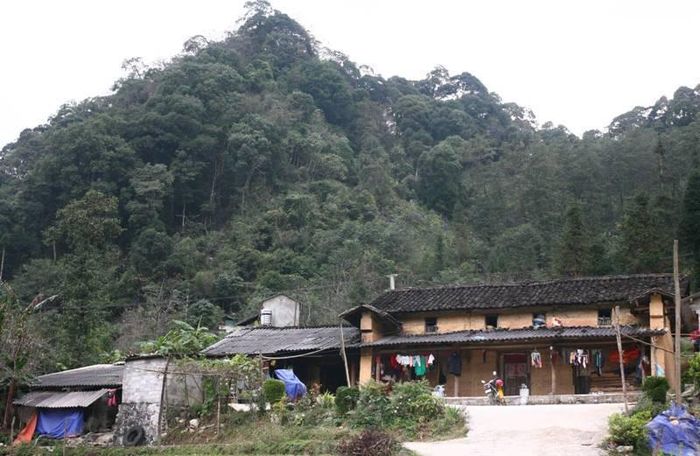 Nhiều ngôi nhà của bà con Phố Là tựa lưng vào rừng nguyên sinh. (Ảnh: Minh Tâm).