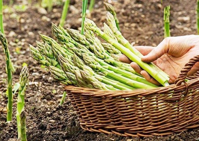 Nhờ sản xuất sạch, sản phẩm của HTX có chất lượng rất cao, được thị trường ưa chuộng (Ảnh TL)
