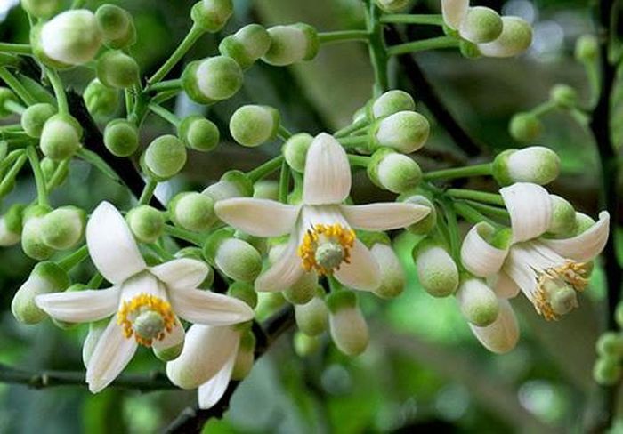 Dù đắt nhưng mùa hoa bưởi ngắn nên nhiều người vẫn muốn có một lọ hoa thơm ngát trong ngày Rằm Tháng Giêng. Ảnh: Facebook