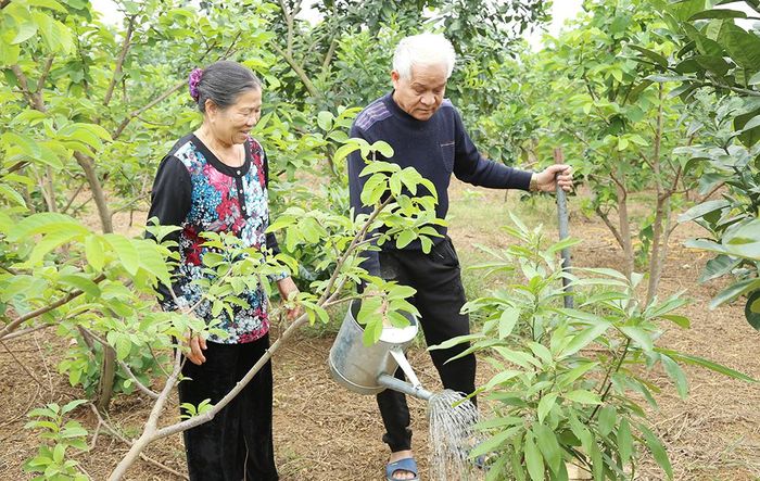 Và cùng vợ chăm sóc vườn cây dược liệu.