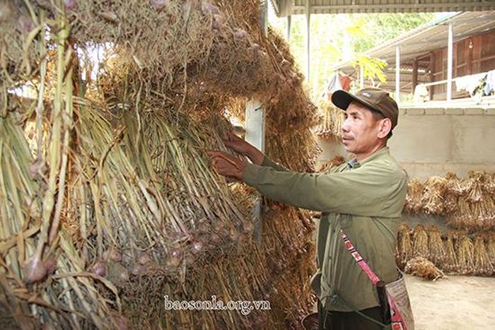 Tỏi sau khi thu hoạch được người dân đem phơi khô để bảo quản