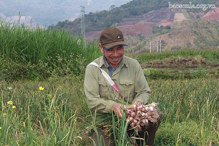 Nông dân phấn khởi vì tỏi năm nay vừa được mùa, vừa được giá