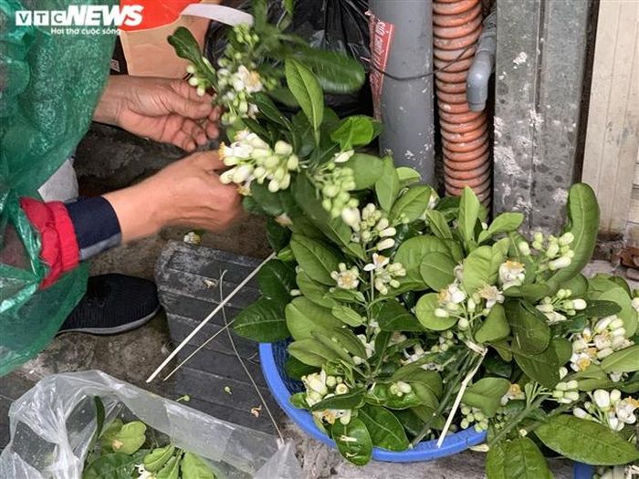 Hoa bưởi tươi ở chợ Nguyễn Công Trứ (quận Hai Bà Trưng) khá đắt khách. Mỗi cành hoa được bán giá 10.000 đồng. 