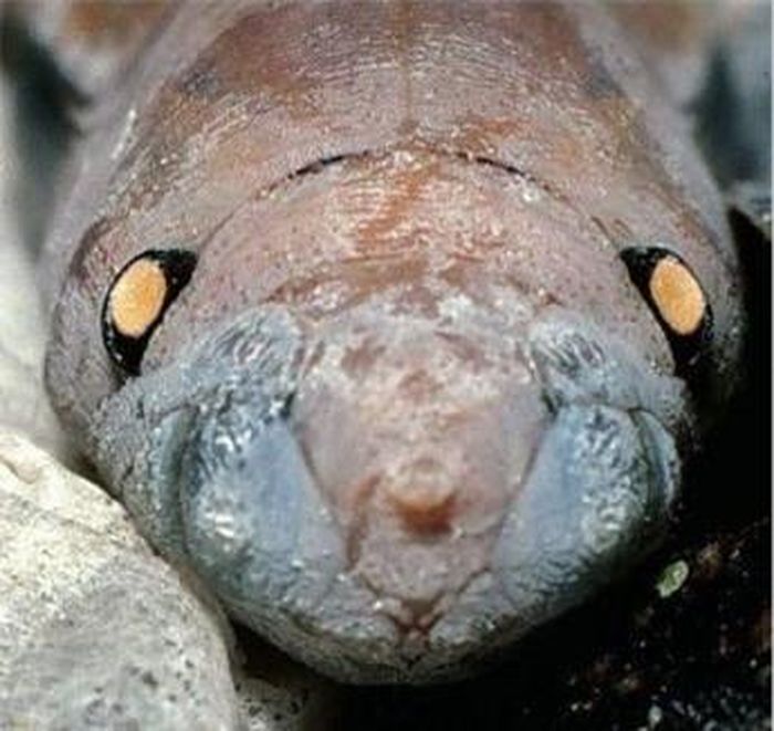 Porphyrogenes peterwegei.
