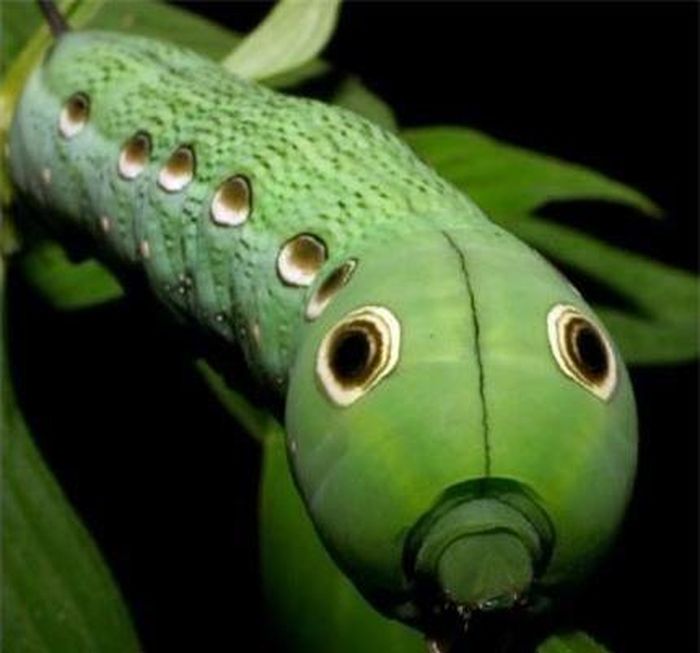 Xylophanes tersa.