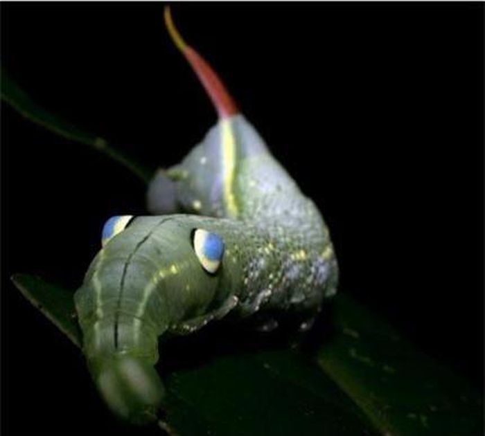 Xylophanes crotonis.