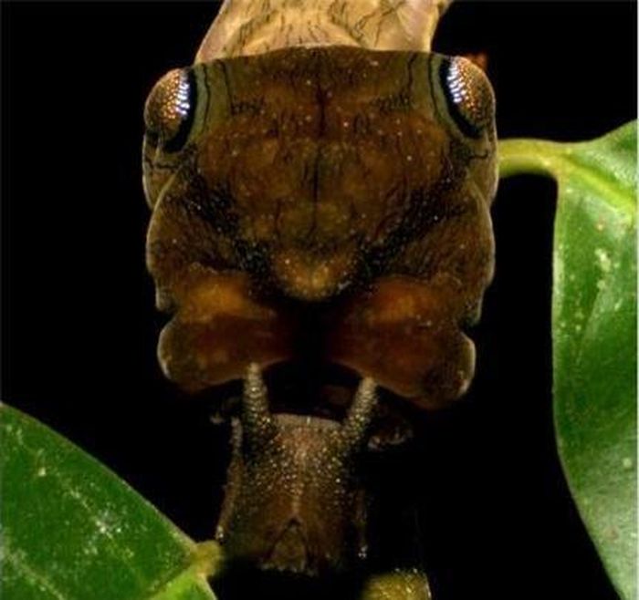 Archaeoprepona demophon.