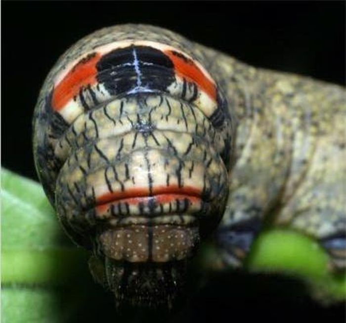 Erinnyis crameri.
