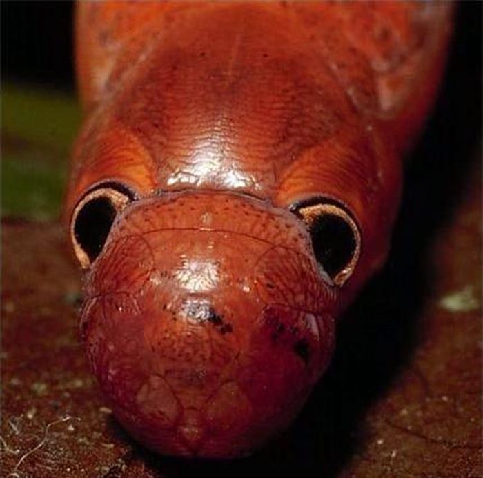 Dyscophellus ramon.