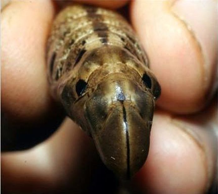 Xylophanes undata.