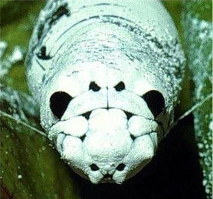 Astraptes SENNOV.