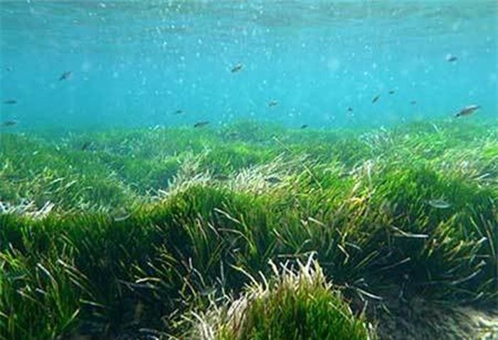 Cỏ biển Posidonia