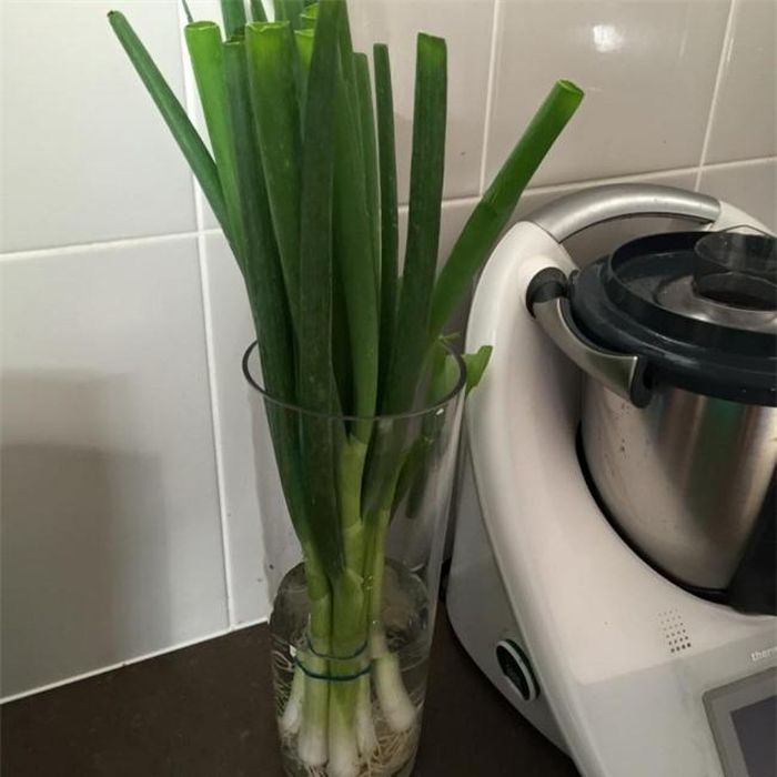 Hành có thể giữ được độ tươi lâu hơn nếu bạn ngâm hành trong một bình nước.