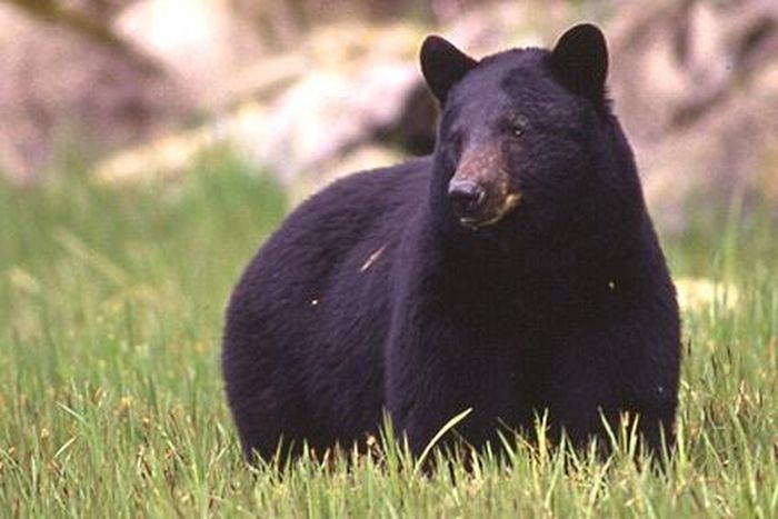 Gấu đen Alaska. Ảnh: Alaska Department of Fish and Game.
