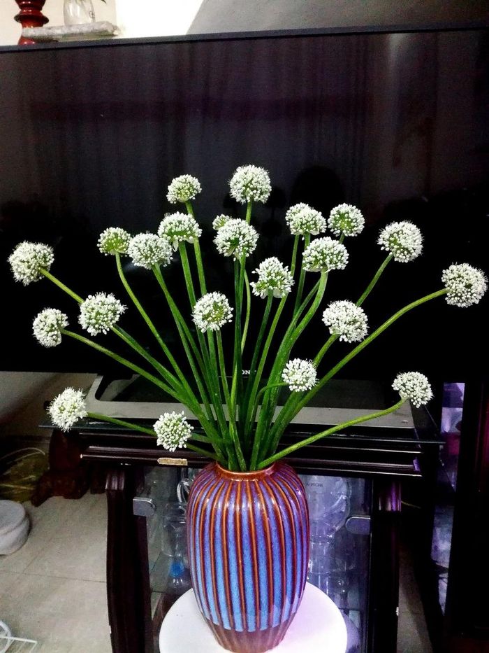 Bó hoa hành tuyệt phẩm này giá 0 đồng