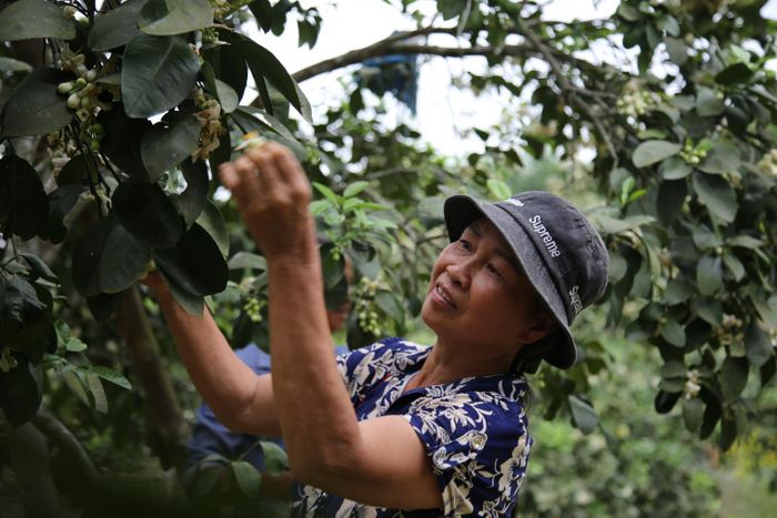 Gia đình bà Bạch Thị Lương (trú tại xã Hương Thủy, huyện Hương Khê) có gần 300 gốc bưởi. Đây là nguồn thu nhập chính của gia đình bà. Hằng năm, nhờ việc thụ phấn tuân thủ đúng quy trình, đã đem lại cho gia đình bà từ 150-200 triệu đồng từ trồng bưởi Phúc Trạch.