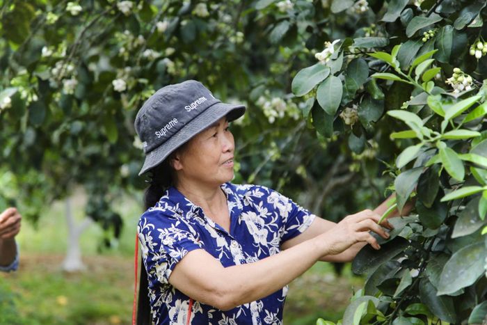 Từ cuối tháng 2, các vườn bưởi Phúc Trạch tại Hương Khê đã bắt đầu cho hoa nở rộ. Đây cũng là thời điểm, người dân tất bật thụ phấn cho lứa quả mới. Để kịp tiến độ mùa vụ, người dân phải dậy từ sáng sớm để bắt đầu công việc vì hoa bưởi chỉ nở khoảng 2 tuần lễ.