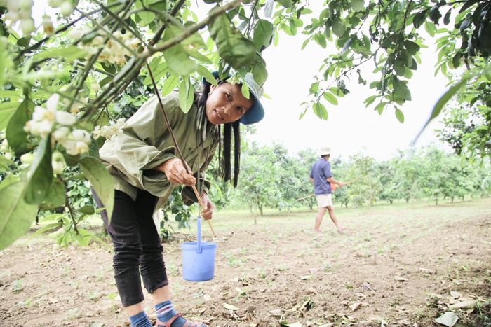 Công việc thụ phấn cho cây bưởi đòi hỏi người dân phải cẩn thận và tỉ mỉ vì khối lượng công việc nhiều. Thông thường, việc thụ phấn cho cây chỉ kéo dài trong khoảng 10-14 ngày.