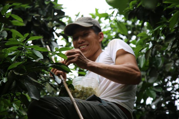 Nhiều năm qua, cây bưởi Phúc Trạch đã trở thành cây trồng chủ lực, đưa lại nguồn thu nhập cao, ổn định cho người dân. Chính vì vậy, việc thụ phấn cho bưởi được xem là yếu tố quan trọng, quyết định đến chất lượng và năng suất của cây bưởi. 